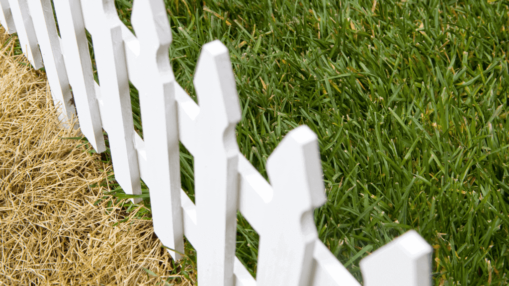 A white picket fence with brown grass on one side and beautiful green grass on the other side.